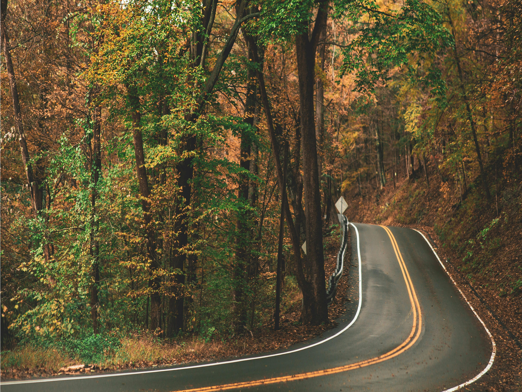 Estrada cercada por floresta.